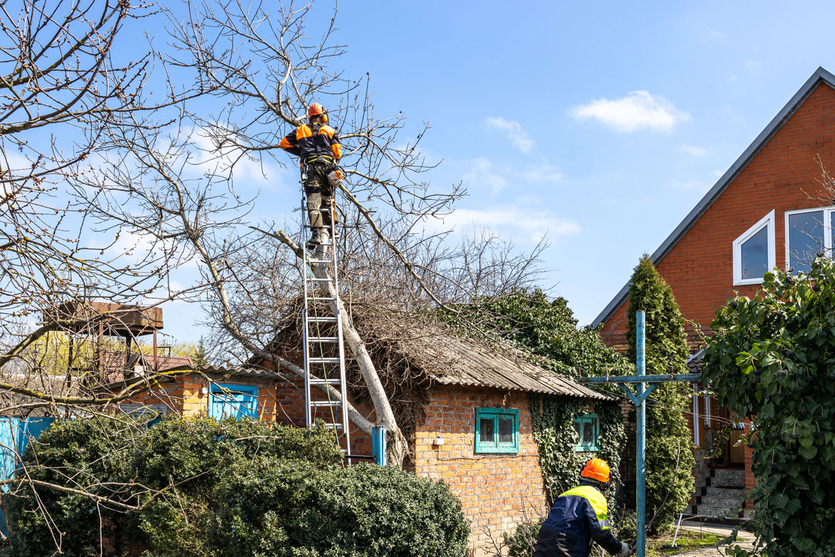 Gardener pruning a tree in a sunny summer garden.