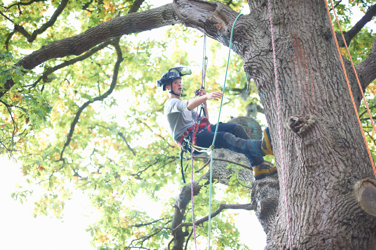 Tree surgeon pruning a tree in a garden.