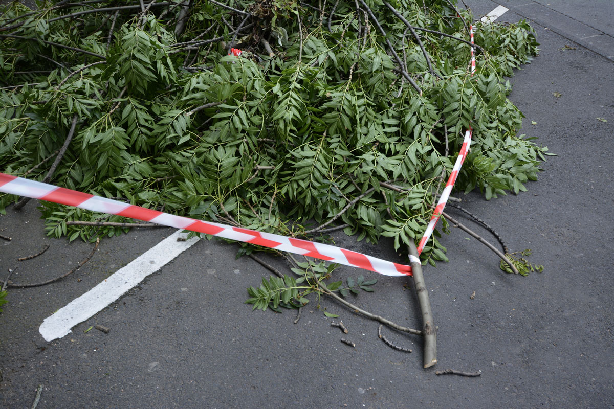 Uprooted tree causing damage in a residential area.