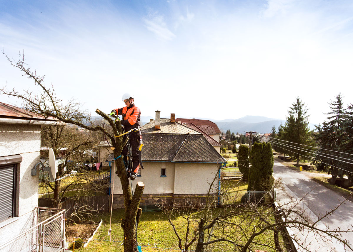 Tree felling process in a lush green environment.