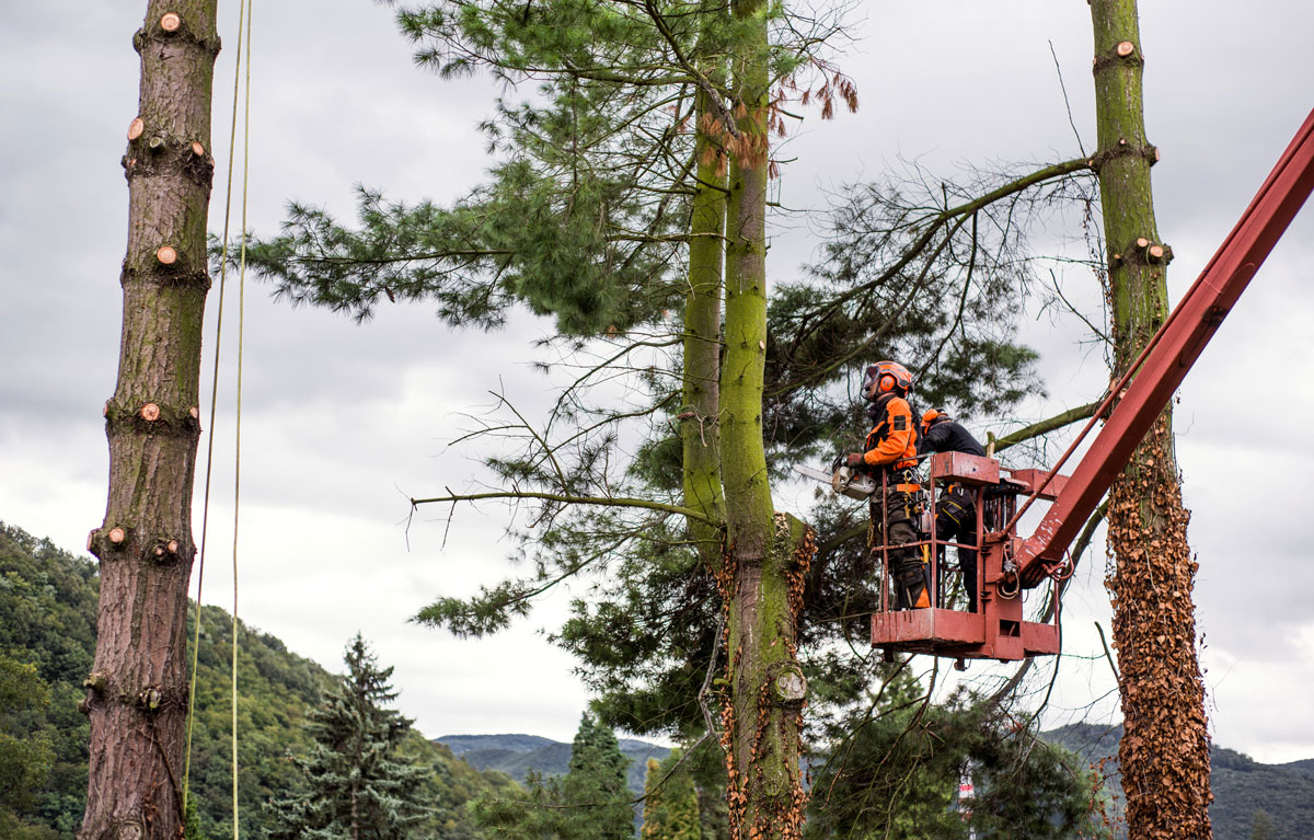 Tree surgeon pruning a tree in Waterford.